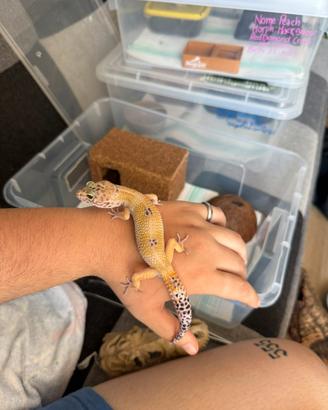 Geco leopardino