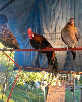 Gallo phenix