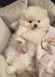 VOLPINO SPITZ di POMERANIA CUCCIOLI - pag. MENSILE