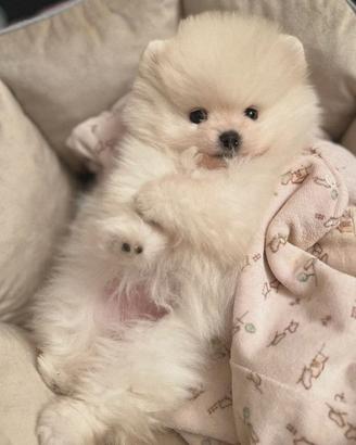 VOLPINO SPITZ di POMERANIA CUCCIOLI - pag. MENSILE