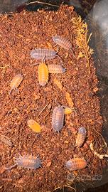 Porcellio scaber "LAVA"