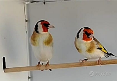 Cardellino Mayor portatore di lutino