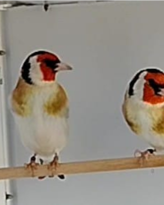 Cardellino Mayor portatore di lutino