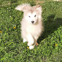 Alaskan Malamute cuccioli con pedigre