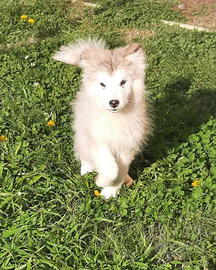 Alaskan Malamute cuccioli con pedigre