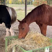 Cavalli in mezza fida