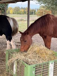 Cavalli in mezza fida