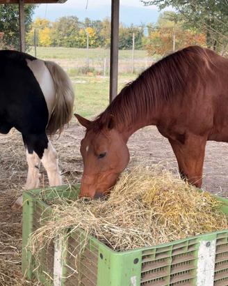 Cavalli in mezza fida