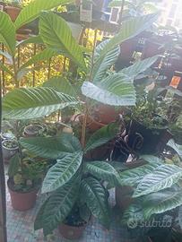 Pianta di nespolo altezza cm 90,  in vaso rotondo