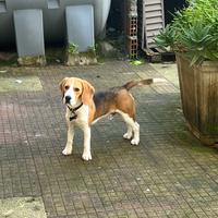 Beagle