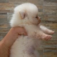Pomerania -spitz tedesco nano cuccioli
