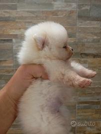 Pomerania -spitz tedesco nano cuccioli
