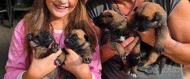 Cuccioli pastore belga malinois