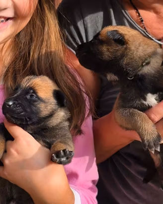 Cuccioli pastore belga malinois