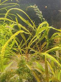 Cryptocoryne Crispatula Balansae 