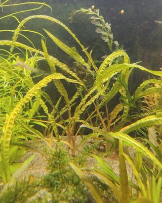 Cryptocoryne Crispatula Balansae 