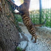Gatti con pedigree-razza:Toyger