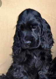 Cocker spaniel nero femminuccia