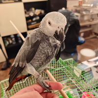 Cenerino pappagallo coda rossa