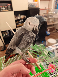 Cenerino pappagallo coda rossa