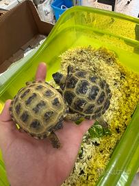 Testudo horsfieldii