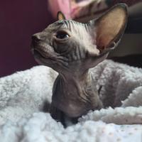Cuccioli sphynx pedigree