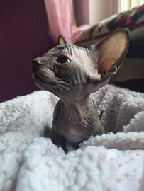 Cuccioli sphynx pedigree