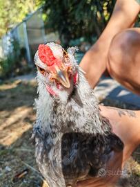 Gallo Araucano