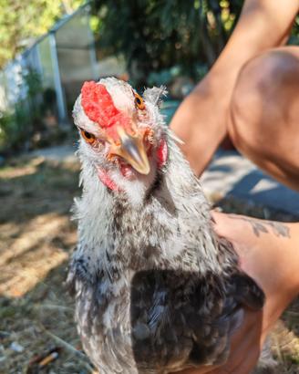Gallo Araucano