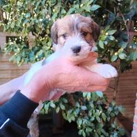 Cuccioli di jack russell