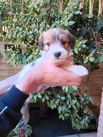 Cuccioli di jack russell