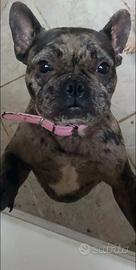 Bulldog francese