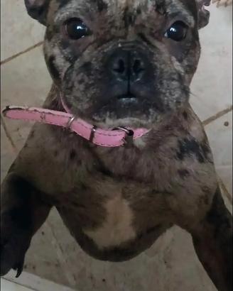 Bulldog francese