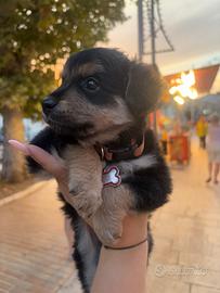 Cagnolina