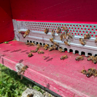 Api famiglia su 6 telai