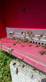 Api famiglia su 6 telai