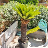 Cycas 20 anni