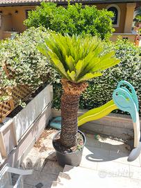 Cycas 20 anni
