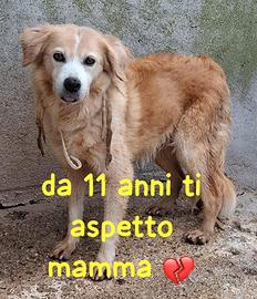SISSY 11 ANNI taglia media piccola 13/15 kg