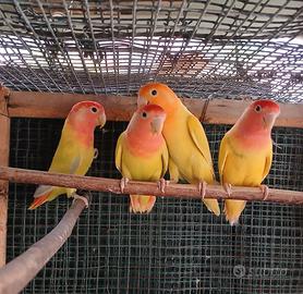 Inseparabili