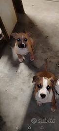 Amstaff cuccioli