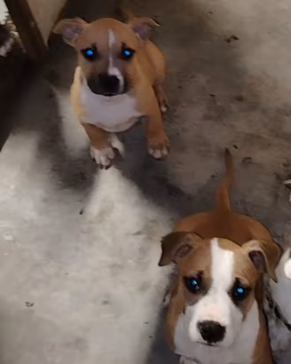 Amstaff cuccioli