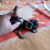 Chihuahua femmina toy