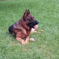 Pastore tedesco maschio per accoppiamento