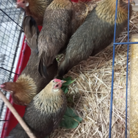 Polli. ornamentali nani meticci