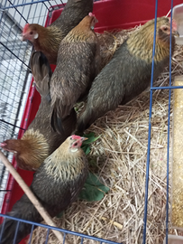 Polli. ornamentali nani meticci