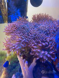 Coralli acquario marino