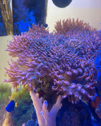 Coralli acquario marino
