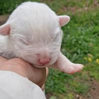 Cuccioli maremmano e labrador