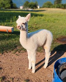 Alpaca
